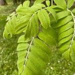 Sorbus domestica Leaf