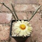 Astrophytum caput-medusae Folha