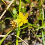 Ranunculus flammula Fula