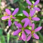 Sabatia angularis फूल