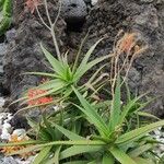 Aloe arborescens Hábito