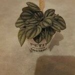 Peperomia albovittata 叶