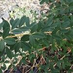 Cytisus nigricans Leaf