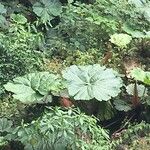 Gunnera insignis Other