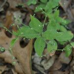 Galium circaezans Leaf