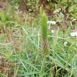 Trifolium angustifolium Žiedas