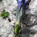Gentiana clusii Λουλούδι