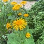 Inula magnifica Blodyn