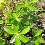 Alchemilla alpina Leaf