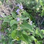 Vitex trifoliaFleur