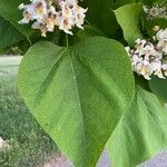 Catalpa bignonioides Leaf