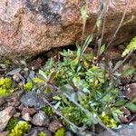 Draba oligosperma Blatt