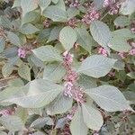 Callicarpa bodinieri Leaf