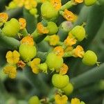 Euphorbia aphylla Flower