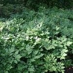 Actaea racemosa Leaf