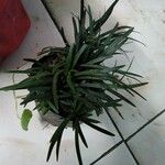 Ophiopogon japonicusLevél