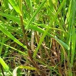 Lathyrus nissolia Bark