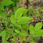 Carpinus caroliniana Leaf