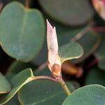 Rhododendron williamsianum Άλλα