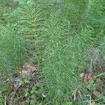 Equisetum pratense Лист