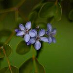 Guaiacum officinale Bleunienn