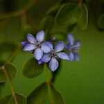 Guaiacum officinale Flower