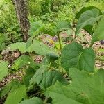 Solanum violaceum برگ