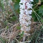 Orobanche crenata Flor