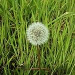 Taraxacum rubicundum Fula