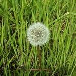 Taraxacum rubicundum 花