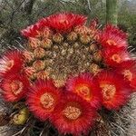 Ferocactus wislizeni Цветок