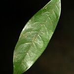 Sarcaulus brasiliensis Leaf
