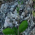 Ruellia tuberosa 整株植物