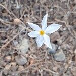 Narcissus serotinus Flower