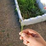 Plantago lanceolataVili