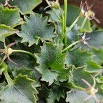 Campanula portenschlagiana Leaf