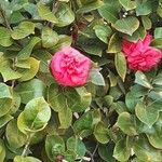 Camellia japonica Λουλούδι