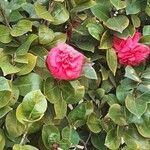 Camellia japonica Flor