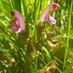 Pedicularis sylvatica Flower