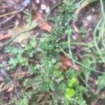 Veronica arvensis Leaf