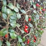 Cotoneaster simonsii Habitus