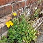 Papaver cambricum Habit