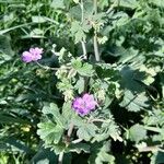 Geranium pyrenaicum Habit