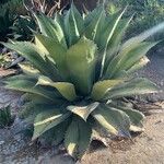 Agave salmiana Blatt