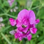 Lathyrus latifoliusBloem