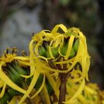 Ligularia amplexicaulis Συνήθη χαρακτηριστικά