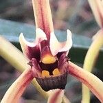 Cymbidium aloifolium 花