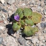 Phacelia pachyphylla Hábito