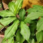 Costus spiralis Leaf