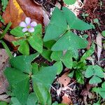 Oxalis violacea Leaf